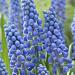 muscari big smile
