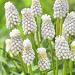 muscari siberian tiger visi138076