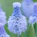 muscari azureum