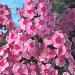 phlox paniculata pink elbo17314