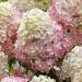 hydrangea diamant rouge visi142661