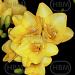 freesia yellow river