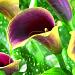 calla captain chelsea vis 217855