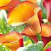 calla fire dancer