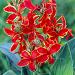 canna lucifer