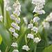 convallaria