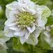 helleborus double ellen pink spotted visi33040