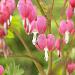 dicentra spectabiles visi147473