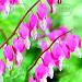 dicentra spectabilis 2 