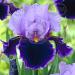 iris germanica purple lila visi23960
