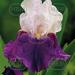 iris germanica arpege