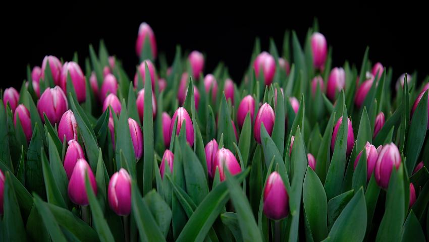 tulipa grand slam (2).jpg.jpg?1748945354&focus=50.02 5